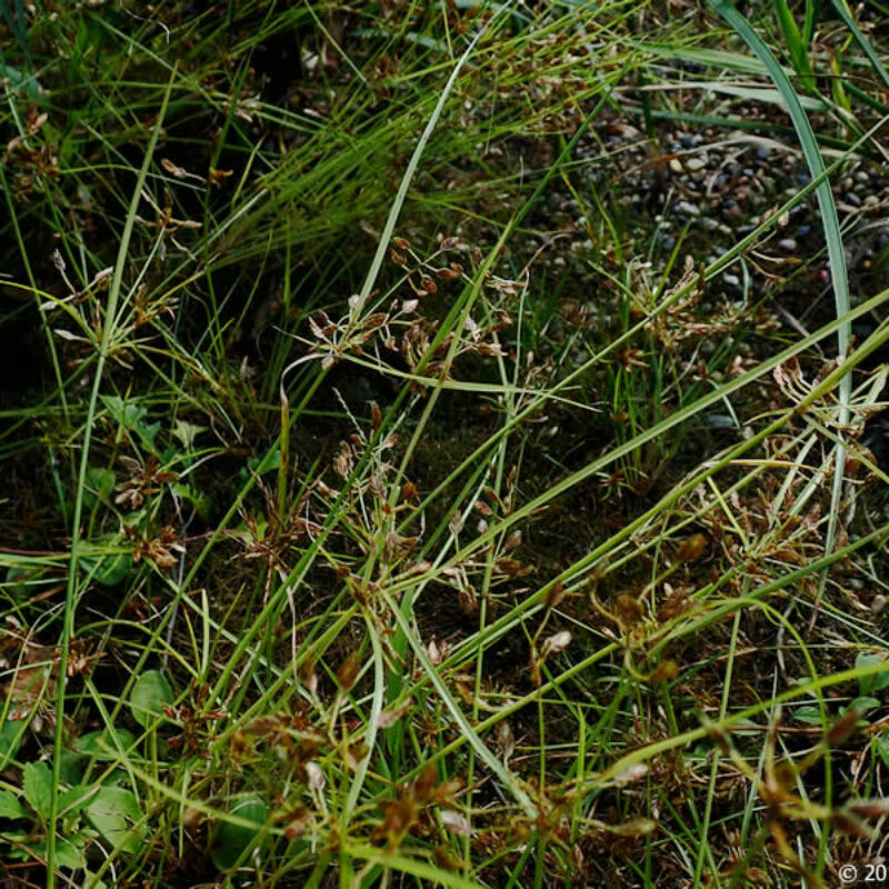 Umbrella Flatsedge (Cyperus diandrus)