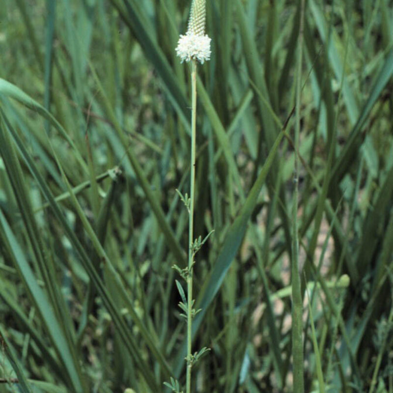 White Prairie Clover (White Prairie Clover<div><em class="small">Dalea candida</em></div>)