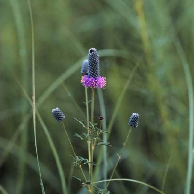 Purple Prairie Clover (Purple Prairie Clover<div><em class="small">Dalea purpurea</em></div>)