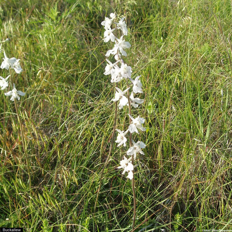 Prairie Larkspur (Delphinium virescens)