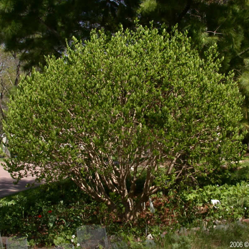 Leatherwood (Dirca palustris)