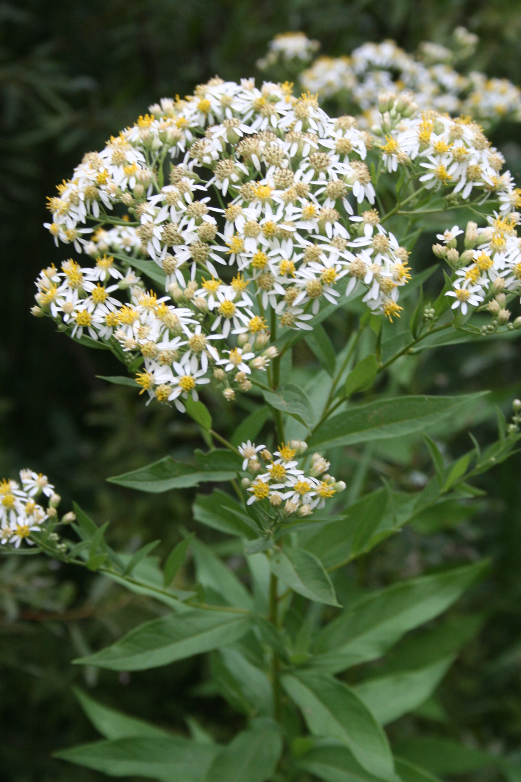 Doellingeria umbellata – Blue Thumb