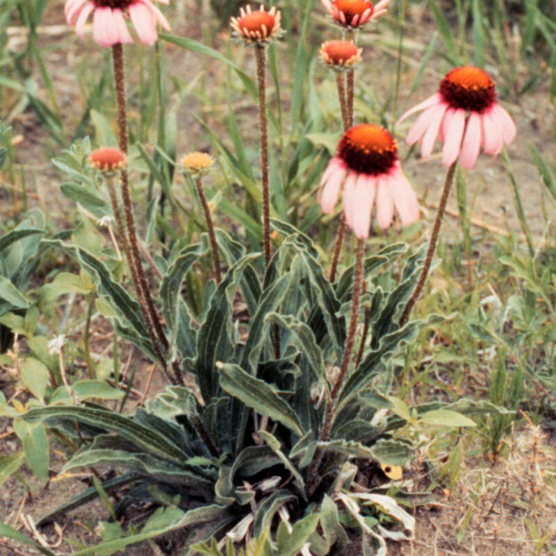 Narrow-leaved Purple Coneflower (Narrow-leaved Purple Coneflower<div><em class="small">Echinacea angustifolia</em></div>)