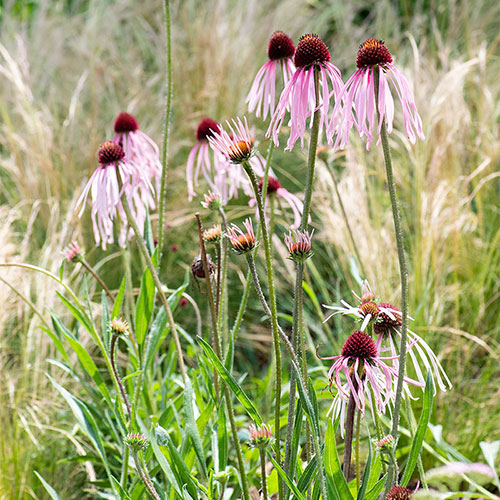 echinacea-pallida-blue-thumb
