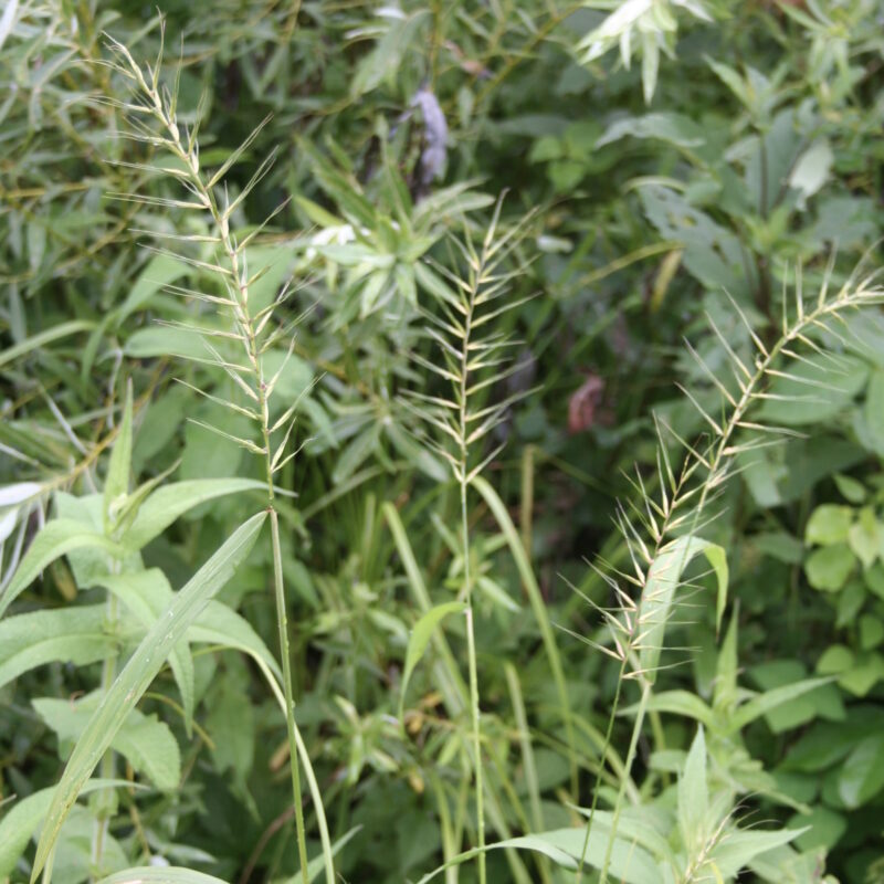 Bottlebrush Grass (Bottlebrush Grass<div><em class="small">Elymus hystrix</em></div>)