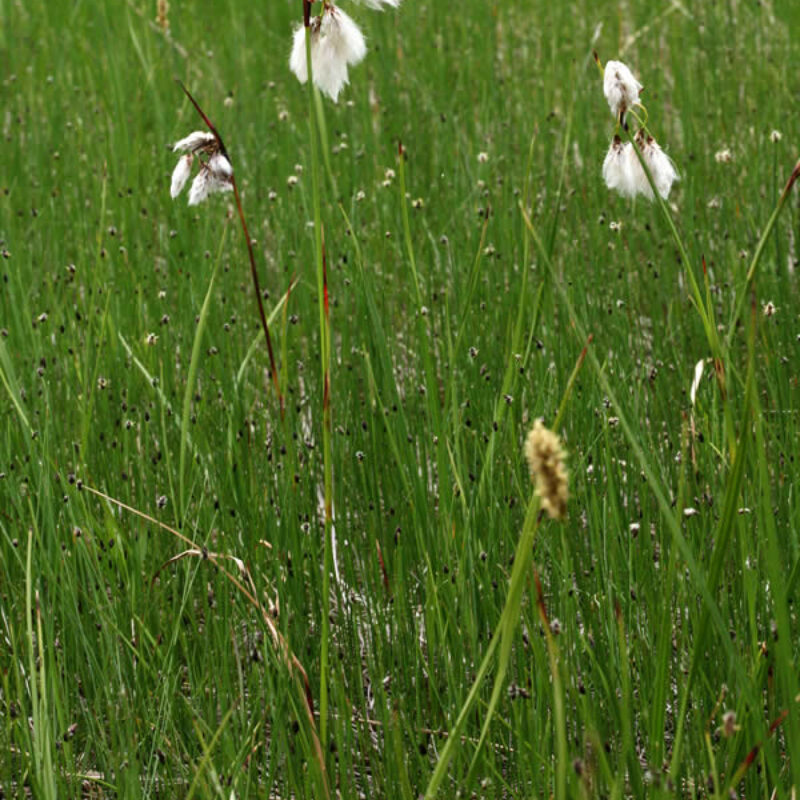 Cotton Grass (Cotton Grass<div><em class="small">Eriophorum angustifolium</em></div>)