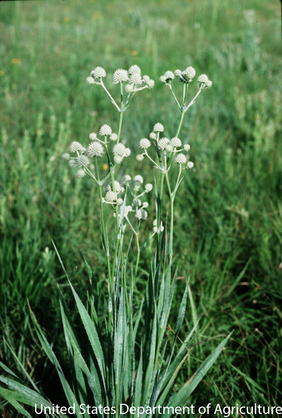 Eryngium yuccifolium deals