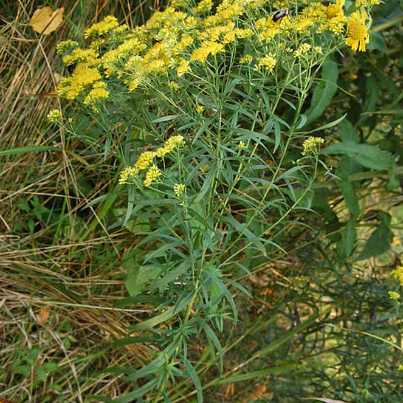 Flat-top Goldentop (Flat-top Goldentop<div><em class="small">Euthamia graminifolia</em></div>)