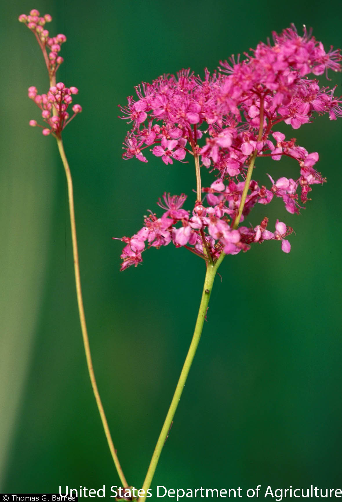 Filipendula rubra – Blue Thumb