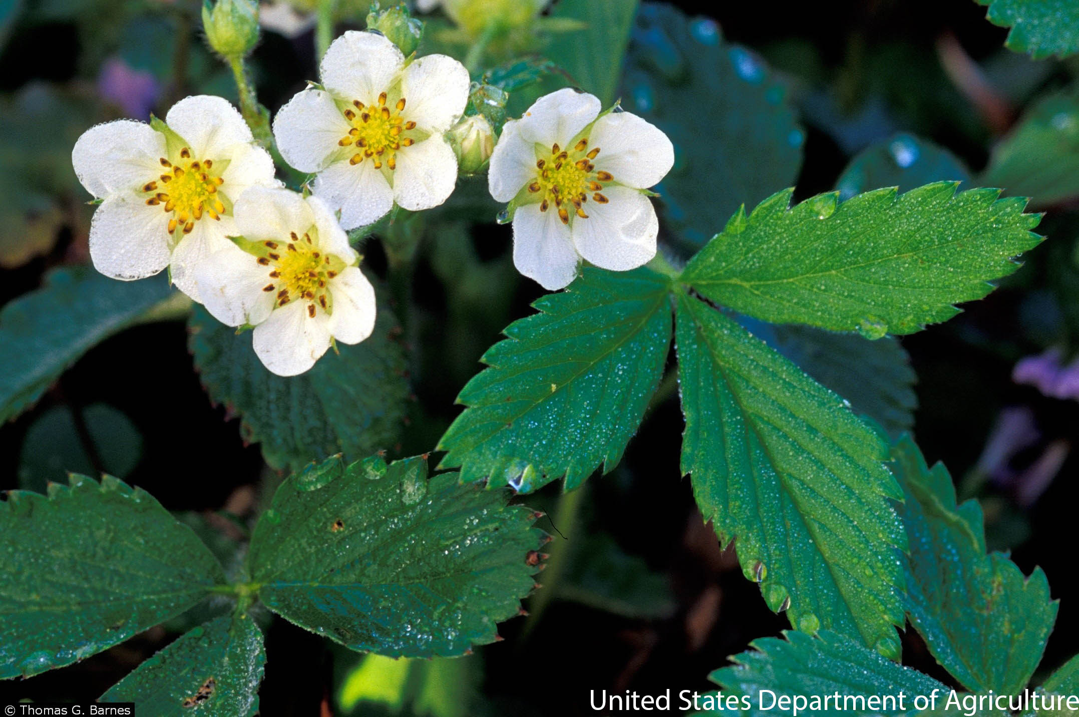 Fragaria virginiana – Blue Thumb