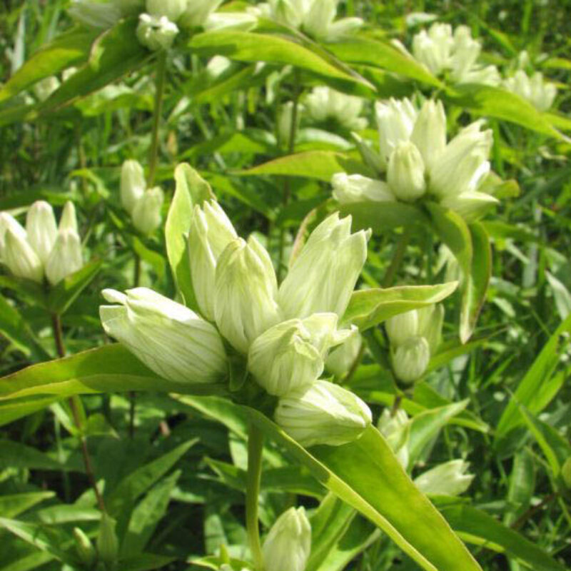 Cream Gentian (Gentiana flavida)