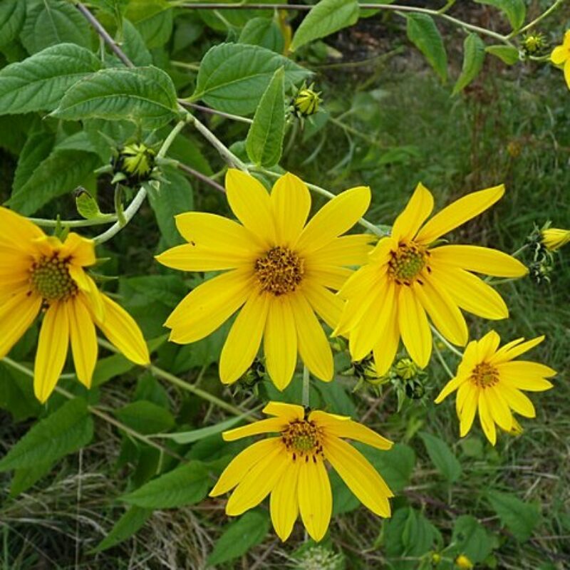 Showy Sunflower (Helianthus laetiflorus)