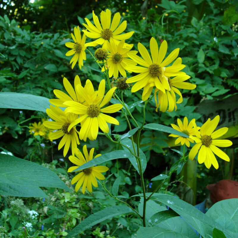 Maximilian Sunflower (Maximilian Sunflower<div><em class="small">Helianthus maximiliani</em></div>)
