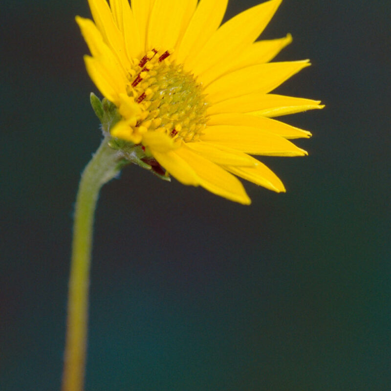 Western Sunflower (Western Sunflower<div><em class="small">Helianthus occidentalis</em></div>)