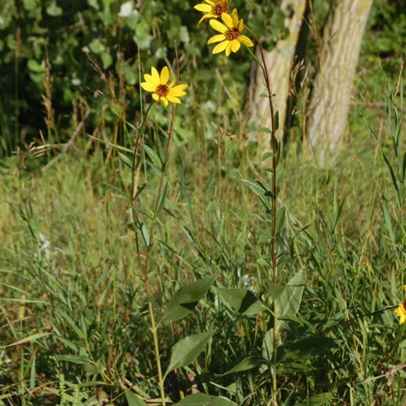 Stiff Sunflower (Stiff Sunflower<div><em class="small">Helianthus pauciflorus</em></div>)