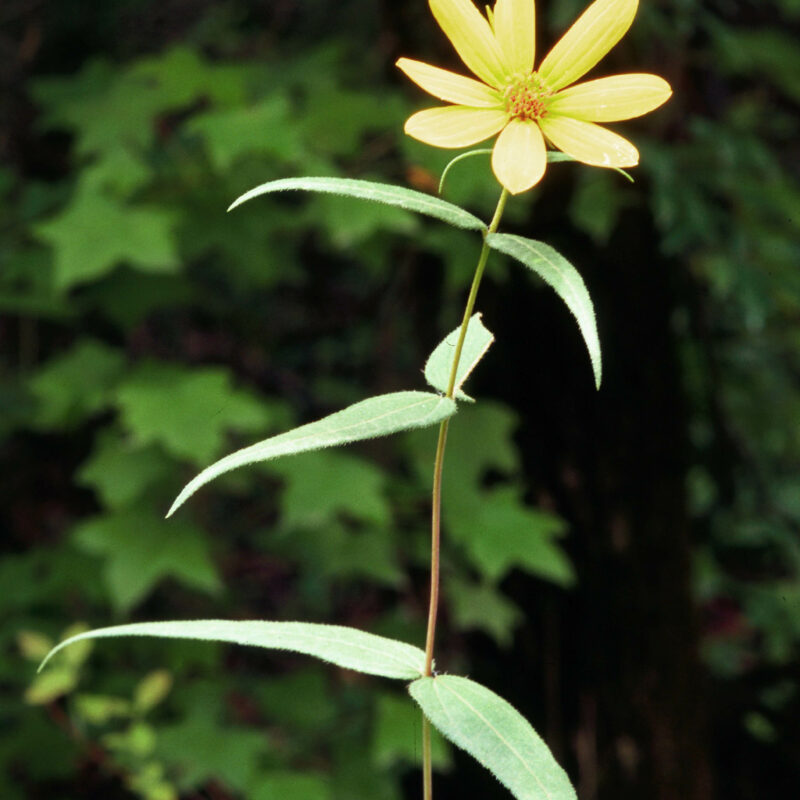 Woodland Sunflower (Helianthus strumosus)