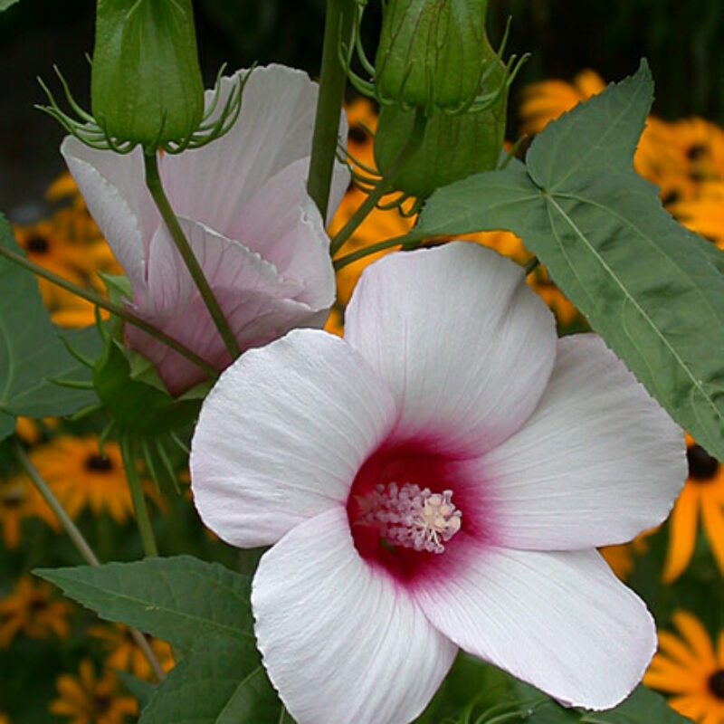 Halberdleaf Rosemallow (Hibiscus laevis)