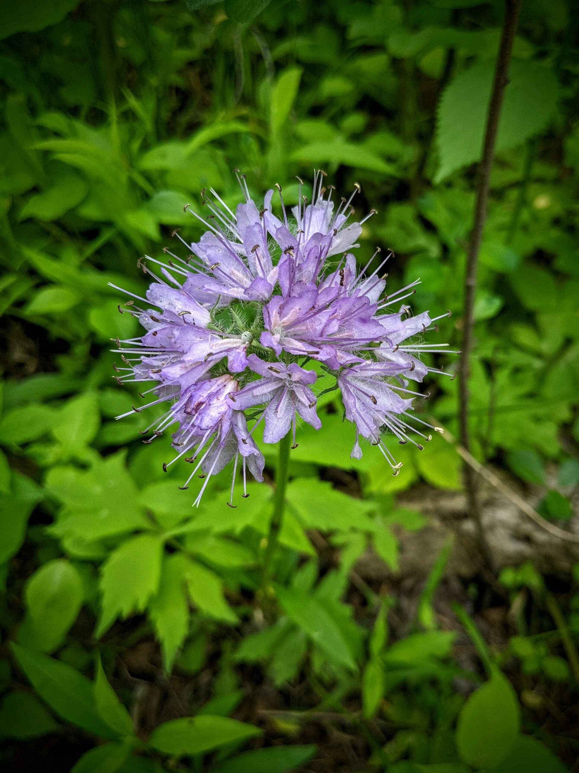 Hydrophyllum virginianum – Blue Thumb