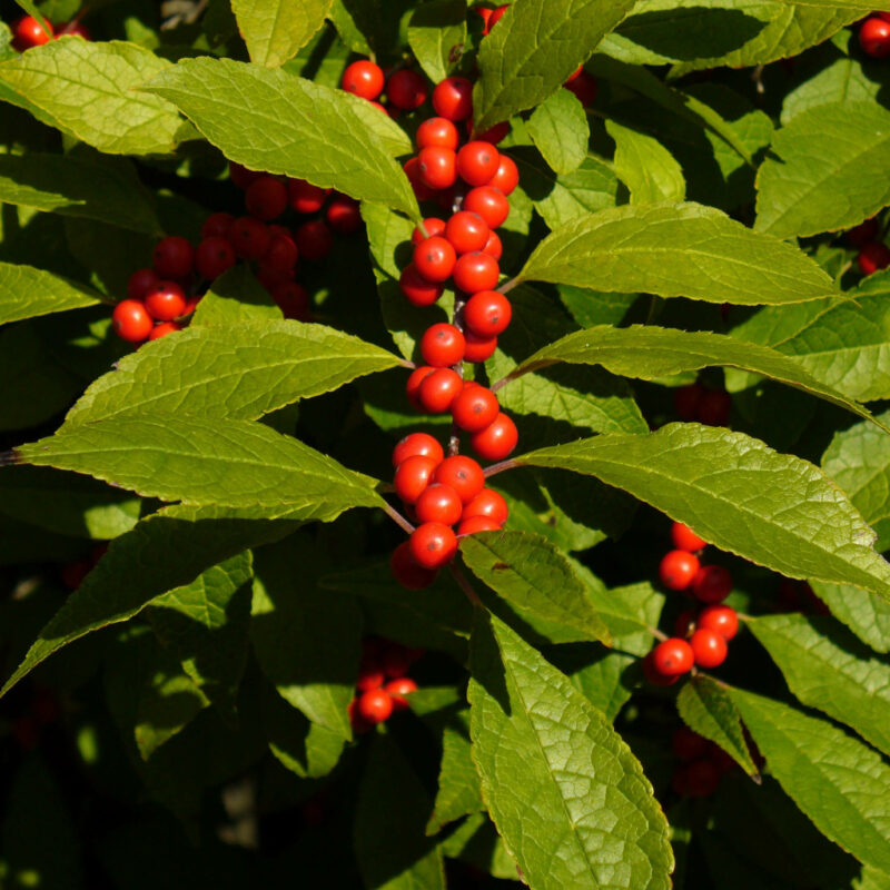 Winterberry (Winterberry<div><em class="small">Ilex verticillata</em></div>)