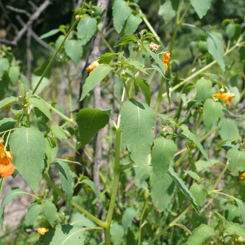 Jewelweed (Jewelweed<div><em class="small">Impatiens capensis</em></div>)