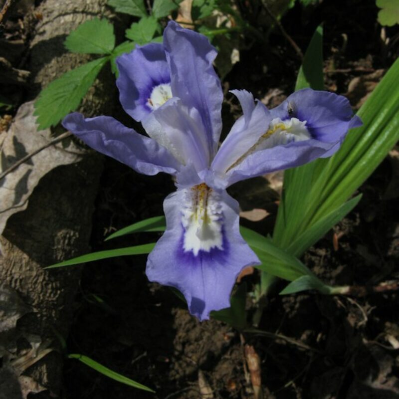 Dwarf Crested Iris (Dwarf Crested Iris<div><em class="small">Iris cristata</em></div>)
