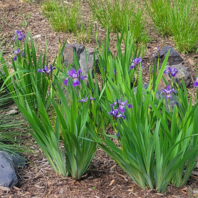 Blue Flag Iris (Blue Flag Iris<div><em class="small">Iris versicolor</em></div>)