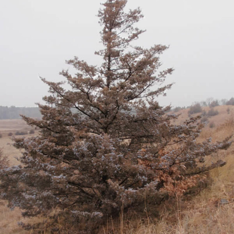 Eastern Red Cedar (Eastern Red Cedar<div><em class="small">Juniperus virginiana</em></div>)