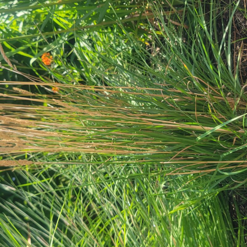 June Grass (June Grass<div><em class="small">Koeleria macrantha</em></div>)