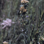 Roundheaded Bushclover (Lespedeza capitata)