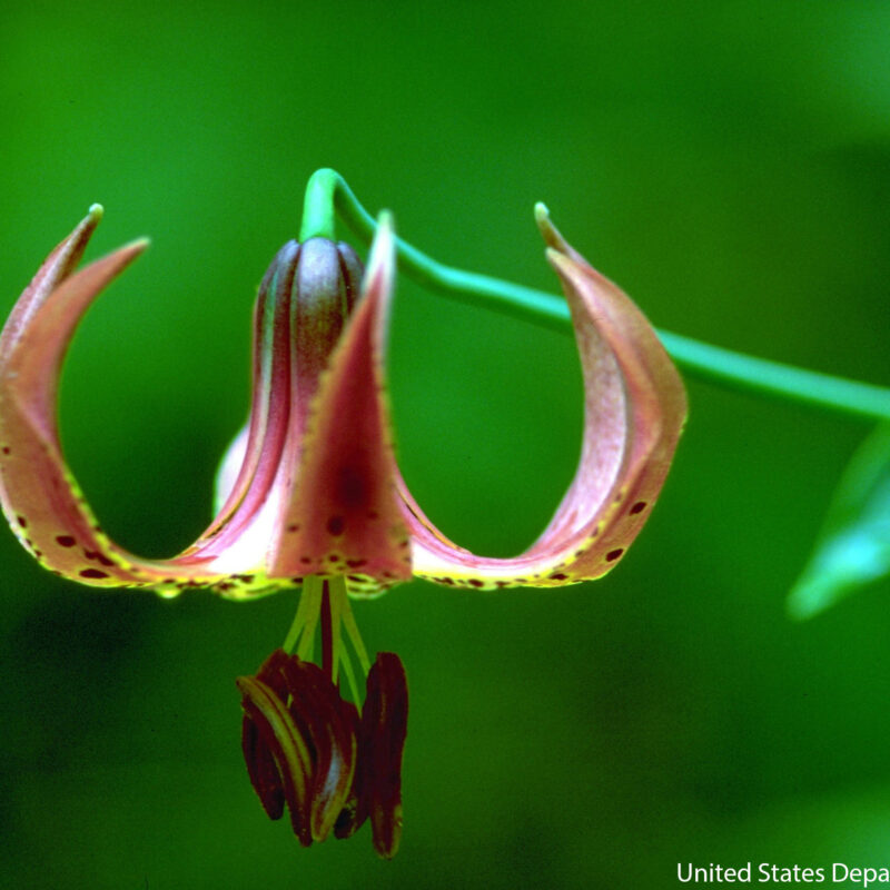 Michigan Lily (Michigan Lily<div><em class="small">Lilium michiganense</em></div>)