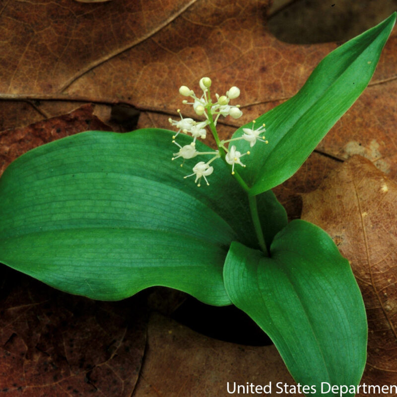 Wild Lily-of-the-Valley (Wild Lily-of-the-Valley<div><em class="small">Maianthemum canadense</em></div>)