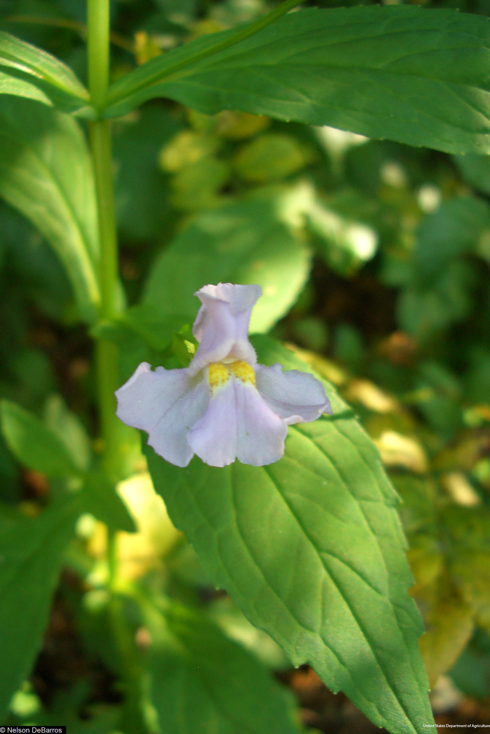 Mimulus ringens – Blue Thumb