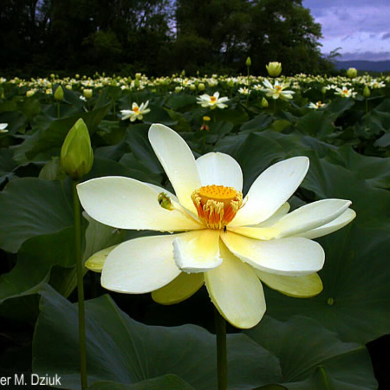 American Lotus (American Lotus<div><em class="small">Nelumbo lutea</em></div>)