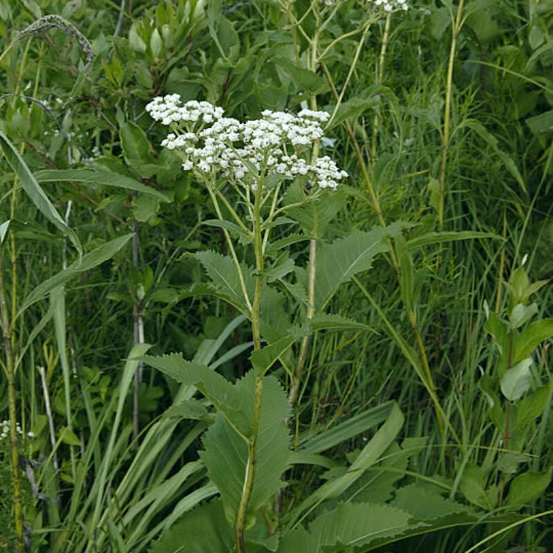 Wild Quinine (Wild Quinine<div><em class="small">Parthenium integrifolium</em></div>)