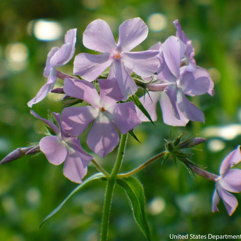 Prairie Phlox (Phlox pilosa)