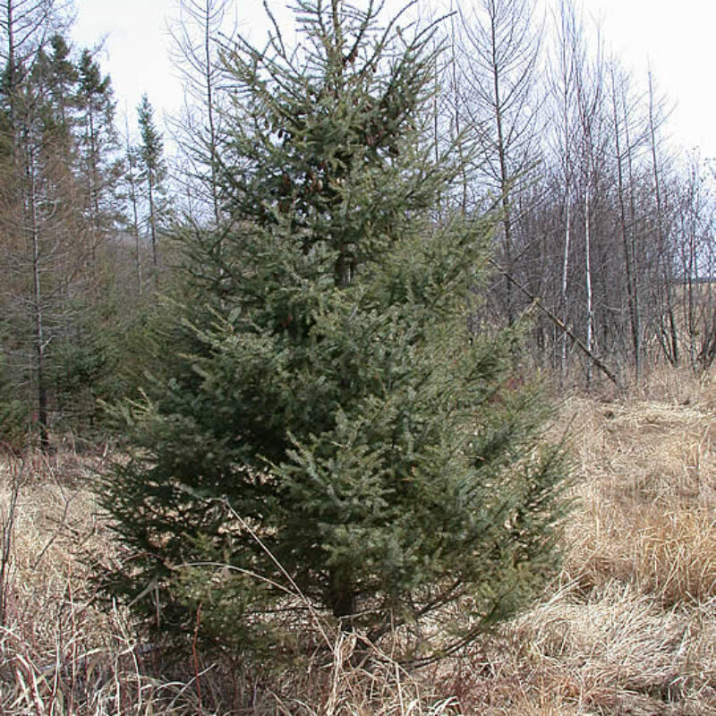 Black Spruce (Black Spruce<div><em class="small">Picea mariana</em></div>)