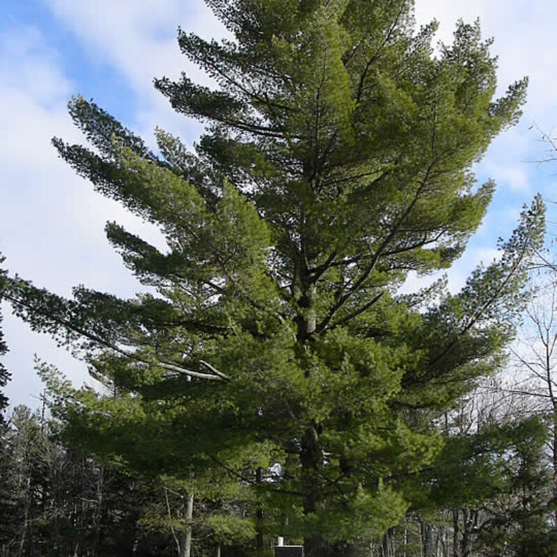 White Pine (White Pine<div><em class="small">Pinus strobus</em></div>)