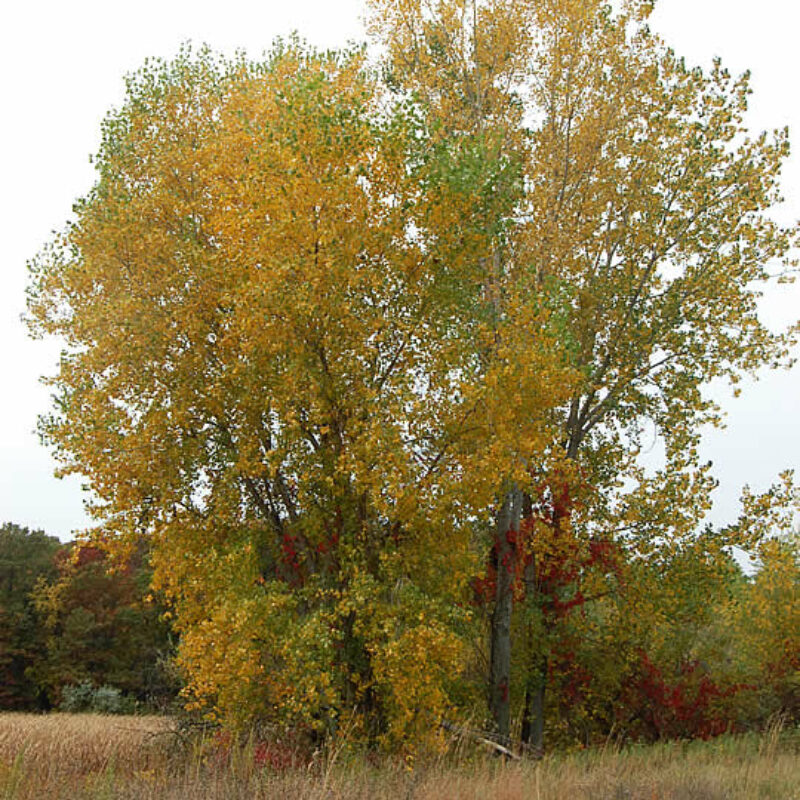 Cottonwood (Populus deltoides)