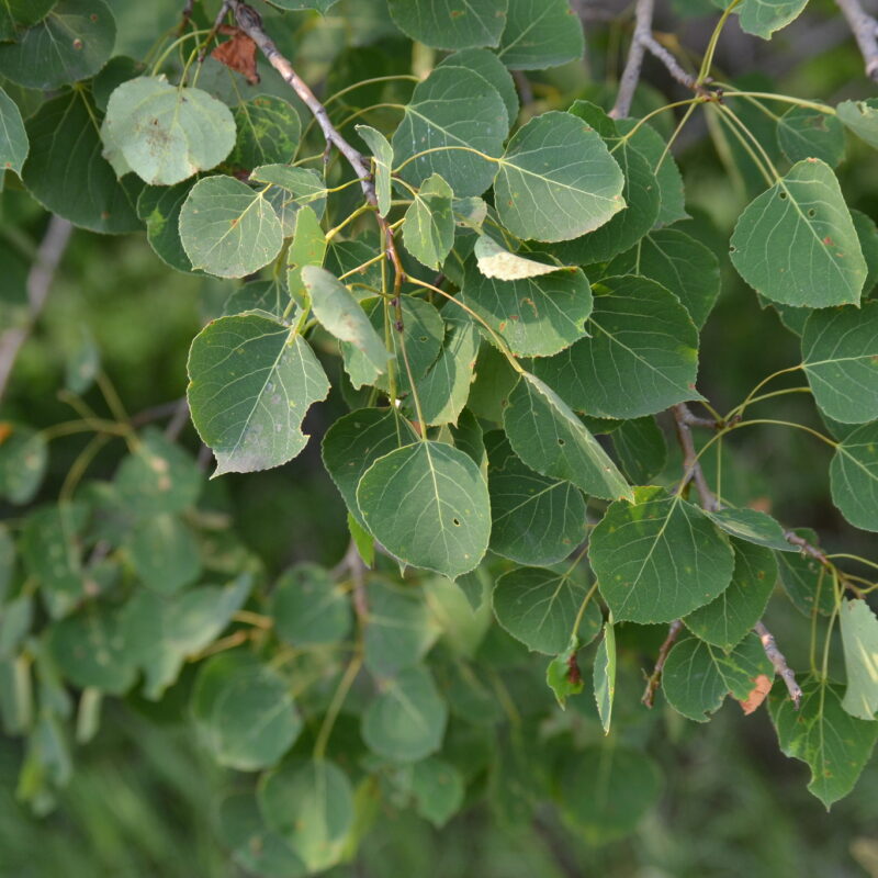 Quaking Aspen (Populus tremuloides)