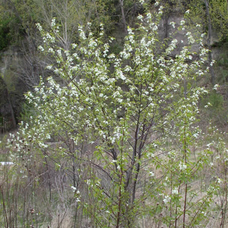 American Plum (American Plum<div><em class="small">Prunus americana</em></div>)