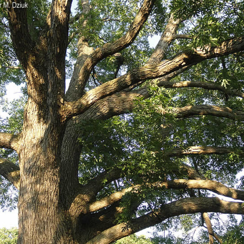 White Oak (White Oak<div><em class="small">Quercus alba</em></div>)