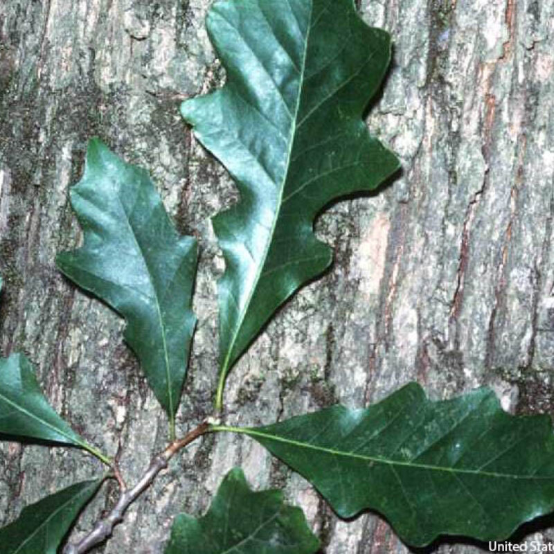 Swamp White Oak (Swamp White Oak<div><em class="small">Quercus bicolor</em></div>)