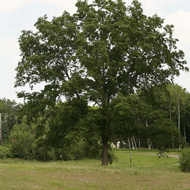 Northern Pin Oak (Quercus ellipsoidalis)