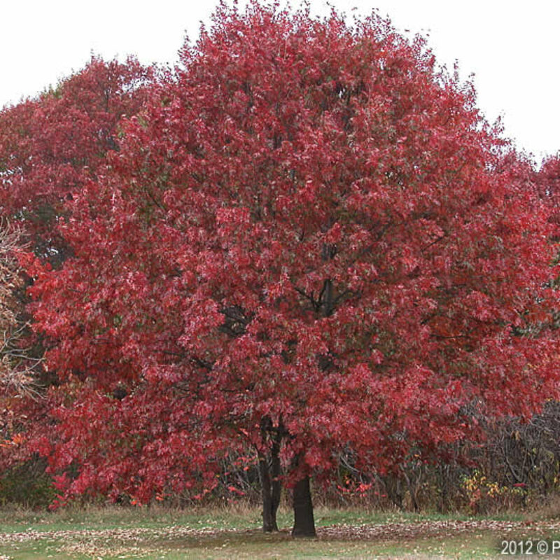Red Oak (Red Oak<div><em class="small">Quercus rubra</em></div>)