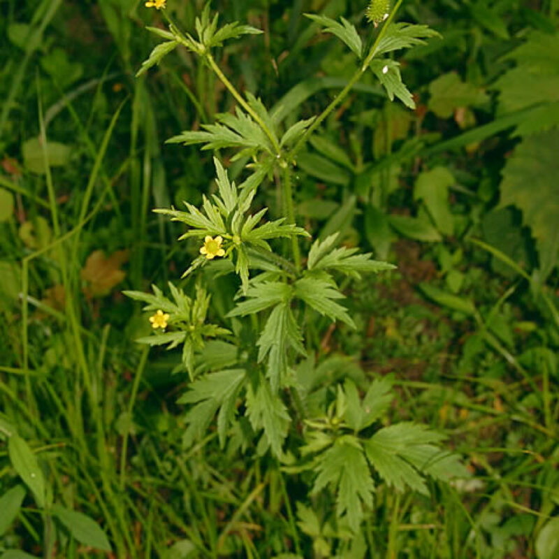 Pennsylvania Buttercup (Ranunculus pensylvanicus)