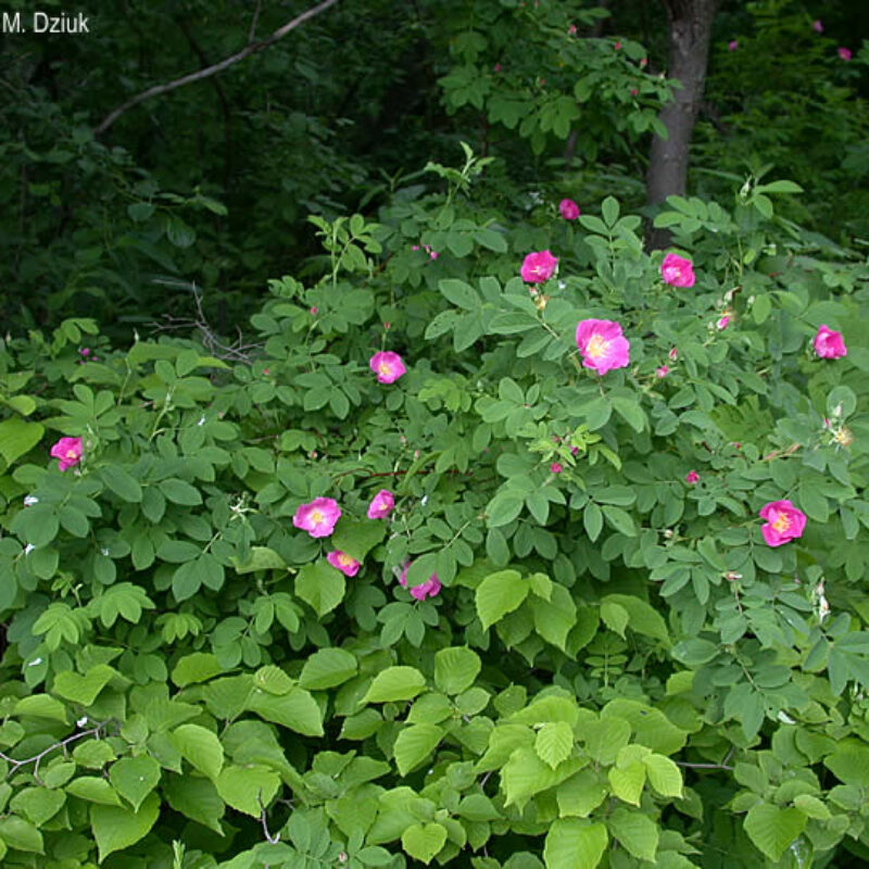 Early Wild Rose (Rosa blanda)