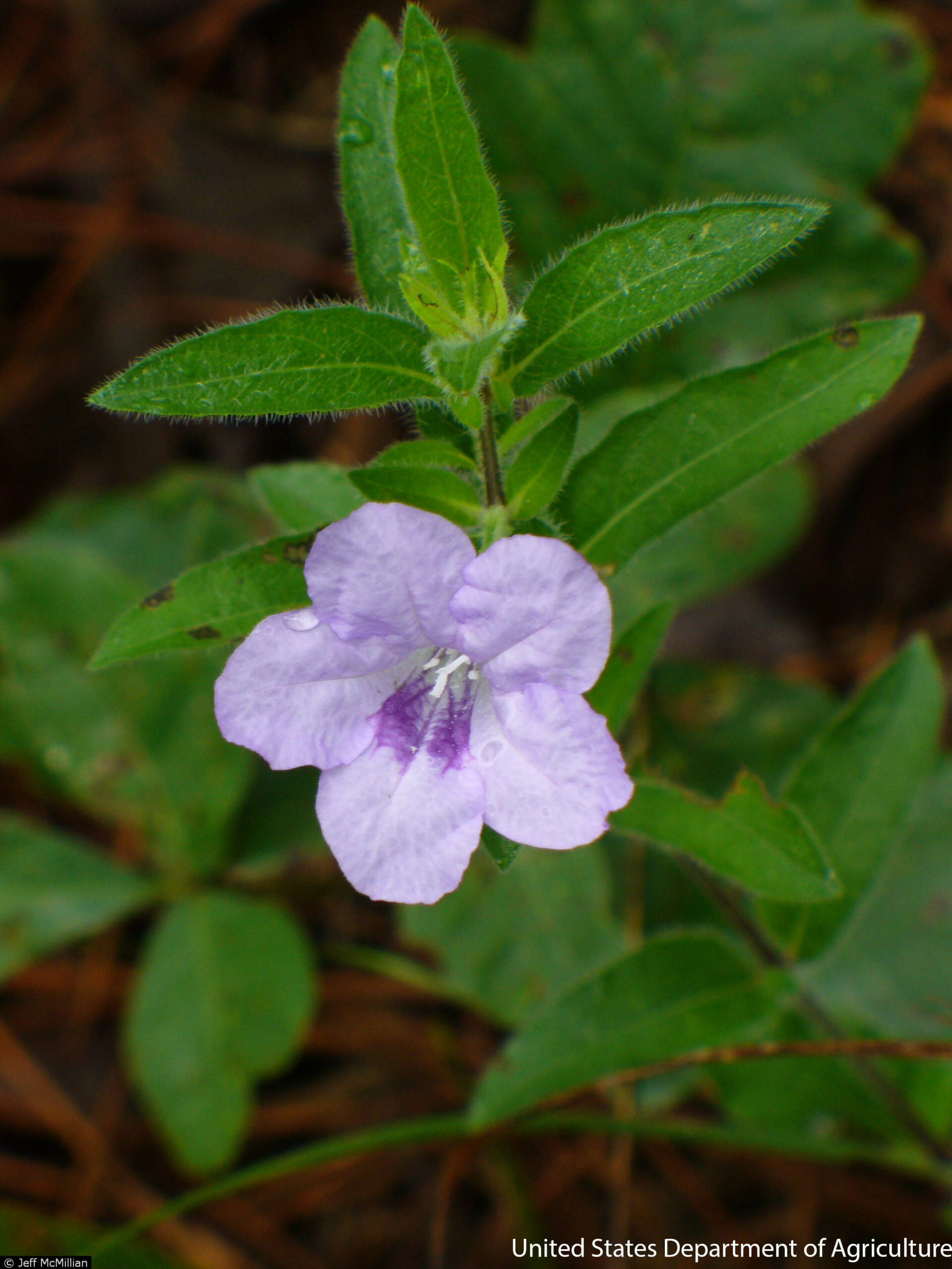 Ruellia humilis – Blue Thumb