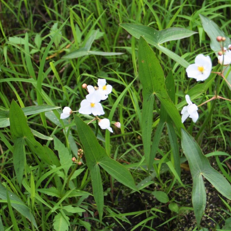 Arrowhead (Sagittaria latifolia)
