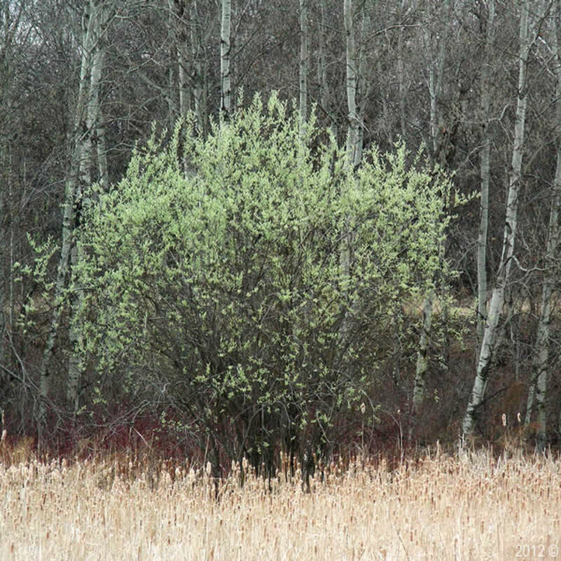 Pussy Willow (Pussy Willow<div><em class="small">Salix discolor</em></div>)