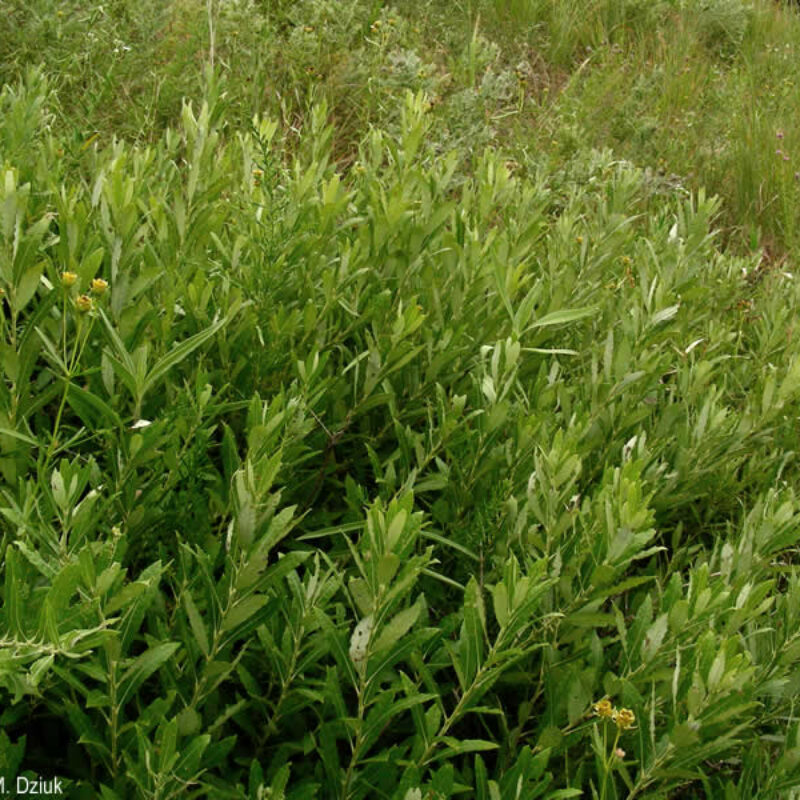 Prairie Willow (Prairie Willow<div><em class="small">Salix humilis</em></div>)
